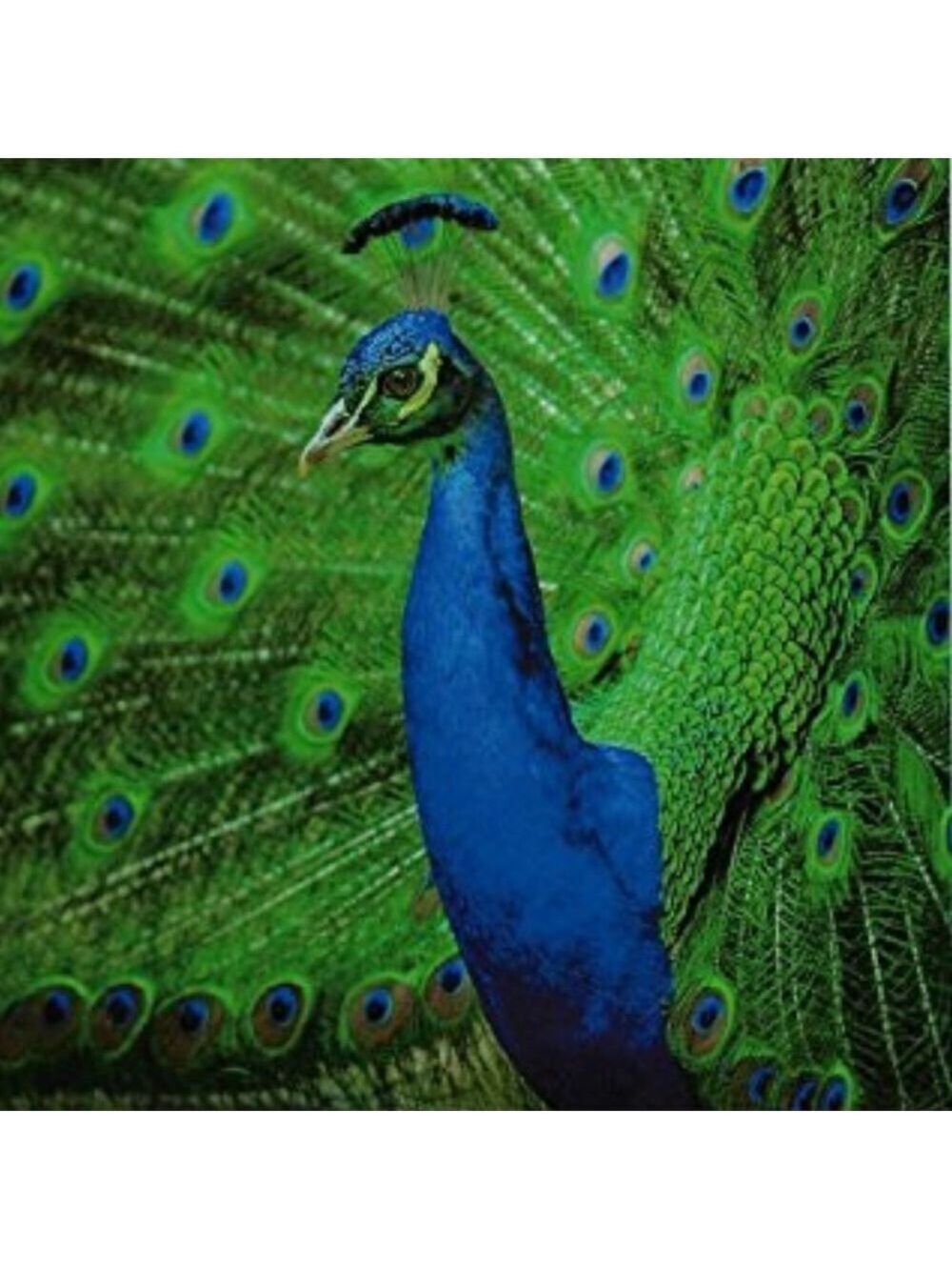 25 10X13 Poly Mailers Royal Peacock PRICE IS FIRM - Picture 13 of 13